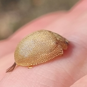 Paropsis atomaria at QPRC LGA - suppressed