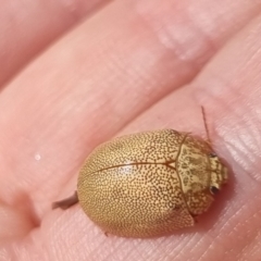 Paropsis atomaria at QPRC LGA - 29 Mar 2024