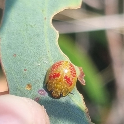 Paropsisterna fastidiosa (Eucalyptus leaf beetle) at Bungendore, NSW - 29 Mar 2024 by clarehoneydove