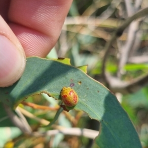 Paropsisterna fastidiosa at QPRC LGA - suppressed