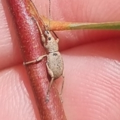 Merimnetes oblongus (Radiata pine shoot weevil) at QPRC LGA - 29 Mar 2024 by clarehoneydove