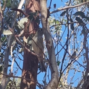 Pachycephala rufiventris at QPRC LGA - suppressed