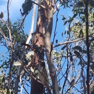 Pachycephala rufiventris at QPRC LGA - suppressed