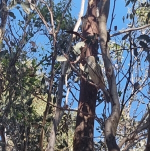 Pachycephala rufiventris at QPRC LGA - suppressed