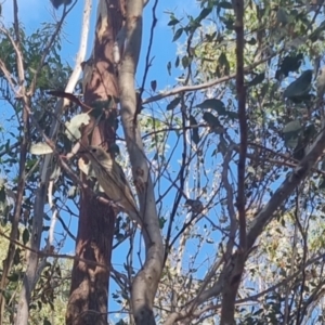 Pachycephala rufiventris at QPRC LGA - suppressed