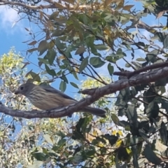 Pachycephala rufiventris at QPRC LGA - suppressed