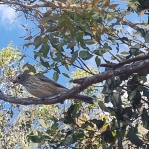 Pachycephala rufiventris at QPRC LGA - suppressed