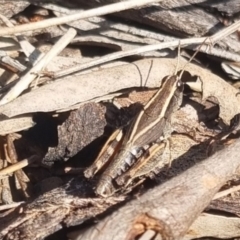 Phaulacridium vittatum (Wingless Grasshopper) at QPRC LGA - 29 Mar 2024 by clarehoneydove