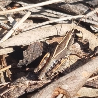 Phaulacridium vittatum (Wingless Grasshopper) at QPRC LGA - 29 Mar 2024 by clarehoneydove