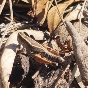 Phaulacridium vittatum at QPRC LGA - suppressed