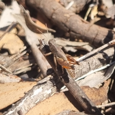 Phaulacridium vittatum (Wingless Grasshopper) at Bungendore, NSW - 29 Mar 2024 by clarehoneydove