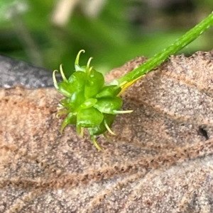 Ranunculus scapiger at Lower Cotter Catchment - 28 Mar 2024