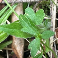 Ranunculus scapiger at Lower Cotter Catchment - 28 Mar 2024