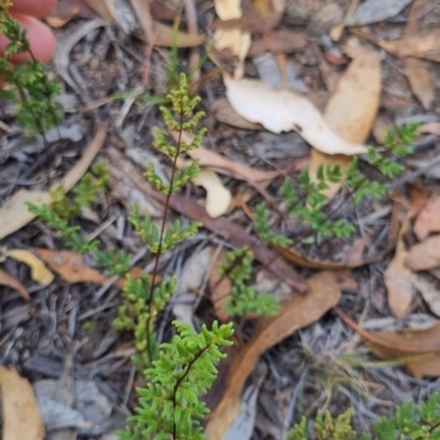 Cheilanthes sieberi subsp. sieberi (Narrow Rock Fern) at Bungendore, NSW - 29 Mar 2024 by clarehoneydove