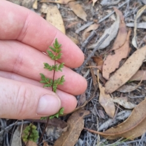 Cheilanthes sieberi subsp. sieberi at QPRC LGA - 29 Mar 2024