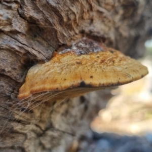 Truncospora ochroleuca at QPRC LGA - suppressed