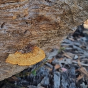 Truncospora ochroleuca at QPRC LGA - suppressed