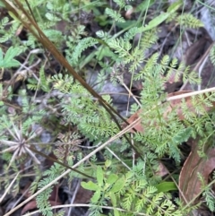 Oreomyrrhis eriopoda at Lower Cotter Catchment - 28 Mar 2024