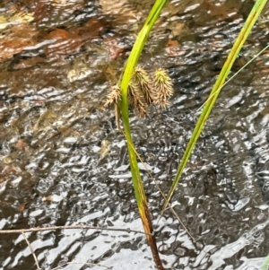 Carex fascicularis at Lower Cotter Catchment - 28 Mar 2024