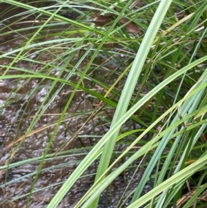 Carex fascicularis at Lower Cotter Catchment - 28 Mar 2024 10:36 AM