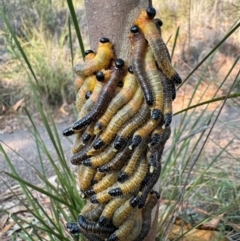 Perginae sp. (subfamily) (Unidentified pergine sawfly) at Mount Majura - 29 Mar 2024 by Louisab