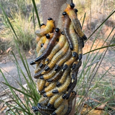 Perginae sp. (subfamily) (Unidentified pergine sawfly) at Hackett, ACT - 29 Mar 2024 by Louisab