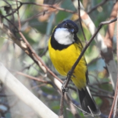 Pachycephala pectoralis (Golden Whistler) at Paddys River, ACT - 29 Mar 2024 by HelenCross