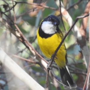 Pachycephala pectoralis at Tidbinbilla Nature Reserve - 29 Mar 2024