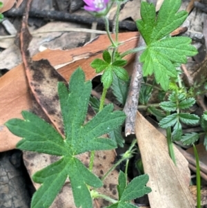 Geranium solanderi var. solanderi at Lower Cotter Catchment - 28 Mar 2024