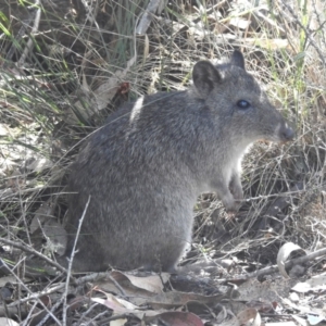 Potorous tridactylus at Tidbinbilla Nature Reserve - 29 Mar 2024