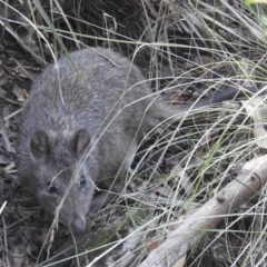 Potorous tridactylus at Tidbinbilla Nature Reserve - 29 Mar 2024