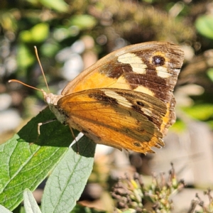 Heteronympha merope at QPRC LGA - 29 Mar 2024