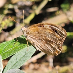 Heteronympha merope at QPRC LGA - 29 Mar 2024