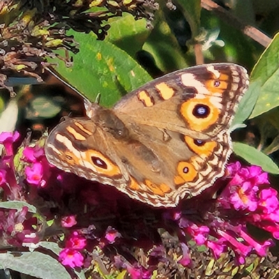 Junonia villida (Meadow Argus) at QPRC LGA - 29 Mar 2024 by MatthewFrawley