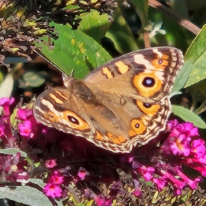 Junonia villida (Meadow Argus) at QPRC LGA by MatthewFrawley