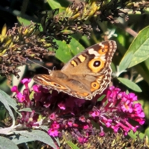 Junonia villida at QPRC LGA - 29 Mar 2024 04:33 PM