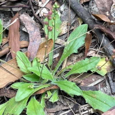 Plantago debilis (Shade Plantain) at Uriarra Village, ACT - 28 Mar 2024 by JaneR