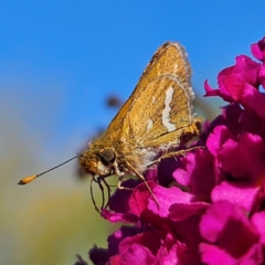 Taractrocera papyria (White-banded Grass-dart) at Braidwood, NSW - 29 Mar 2024 by MatthewFrawley