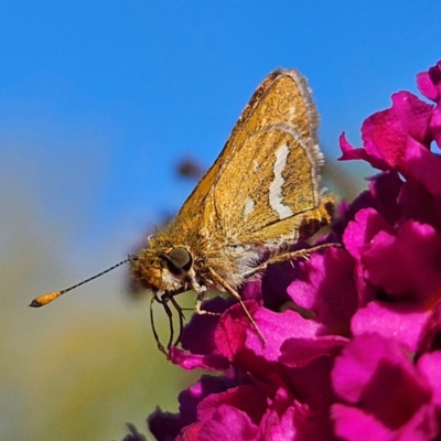 Taractrocera papyria (White-banded Grass-dart) at QPRC LGA - 29 Mar 2024 by MatthewFrawley