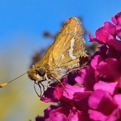 Taractrocera papyria at QPRC LGA - 29 Mar 2024