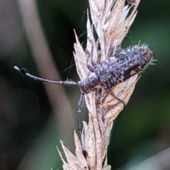 Ancita marginicollis (A longhorn beetle) at Tidbinbilla Nature Reserve - 29 Mar 2024 by HelenCross