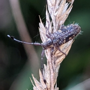 Unidentified Longhorn beetle (Cerambycidae) at suppressed by HelenCross