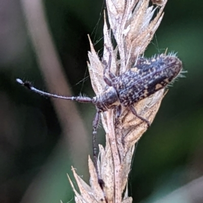Unidentified Longhorn beetle (Cerambycidae) at Kambah, ACT - 29 Mar 2024 by HelenCross