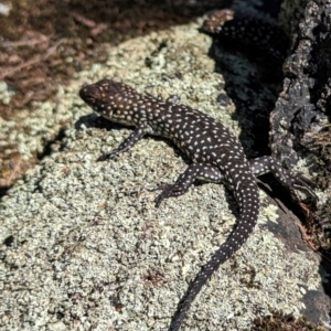 Egernia cunninghami at Tidbinbilla Nature Reserve - 29 Mar 2024