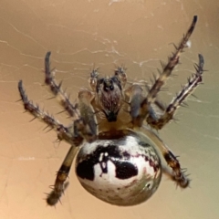 Araneus eburnus at Nicholls, ACT - 29 Mar 2024 by Hejor1