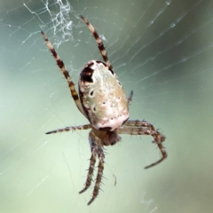 Araneus dimidiatus at Nicholls, ACT - 29 Mar 2024 03:32 PM