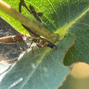 Theridion pyramidale at Nicholls, ACT - 29 Mar 2024 03:30 PM