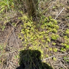 Centipeda minima subsp. minima at Jerrabomberra Grassland - 7 Feb 2024 12:40 PM