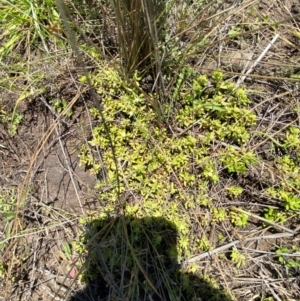 Centipeda minima subsp. minima at Jerrabomberra Grassland - 7 Feb 2024