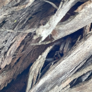 Isopedella pessleri at Nicholls, ACT - 29 Mar 2024